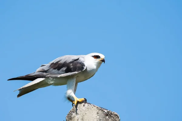 Der Schwarzschulterdrachen — Stockfoto