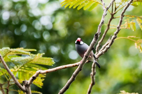 Java 米鳥 — ストック写真