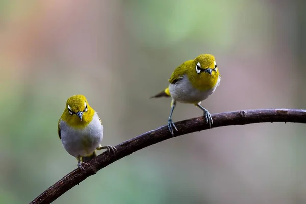 Oryantal White-eye