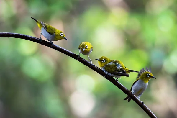 Oryantal White-eye