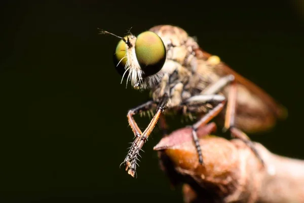 O Robber Fly Close-up — Fotografia de Stock