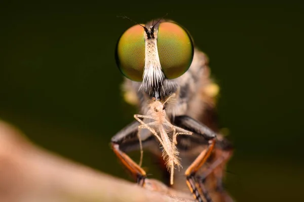 Soyguncu sinek yakın çekim — Stok fotoğraf