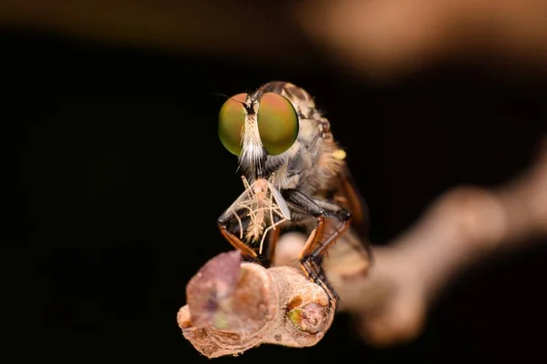 Close-up Fly rabuś — Zdjęcie stockowe