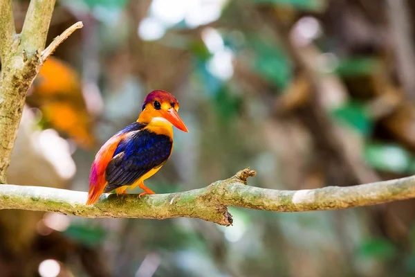 Kara sırtlı Kingfisher