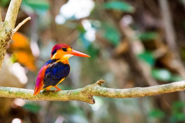 Kara sırtlı Kingfisher