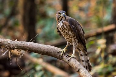 Shikra (Accipiter Badius)