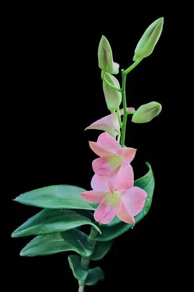 Orkide yakın çekim