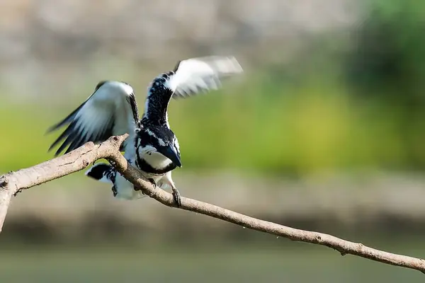 Alaca yalıçapkını