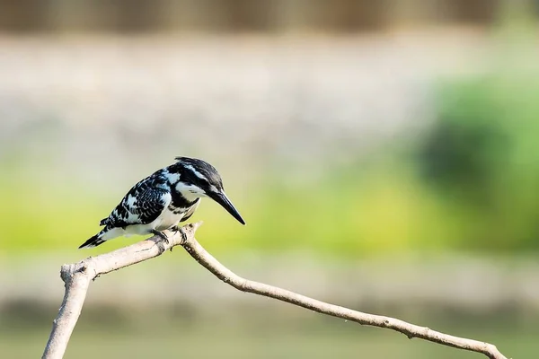 The Pied Kingfisher — Fotografie, imagine de stoc