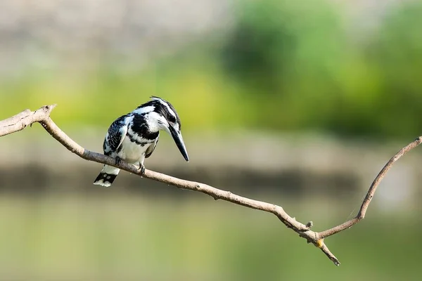 Το Kingfisher Pied — Φωτογραφία Αρχείου