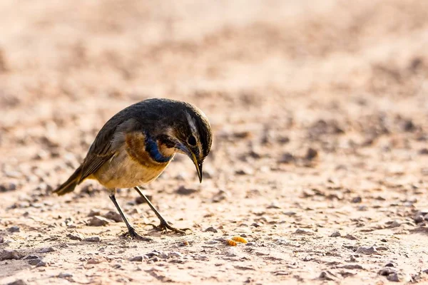 Ortak kış ziyaretçi