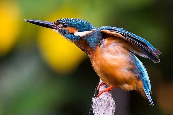 The Common Kingfisher — Fotografie, imagine de stoc