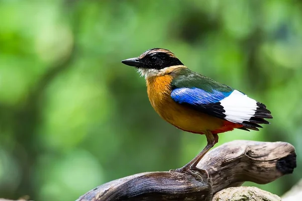 Pitta-de-asa-azul — Fotografia de Stock