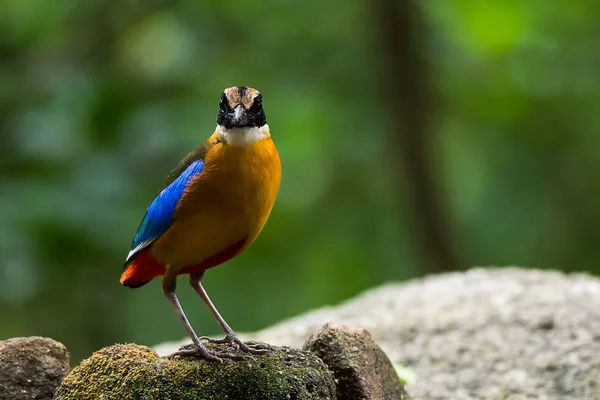 Pitta de alas azules — Foto de Stock