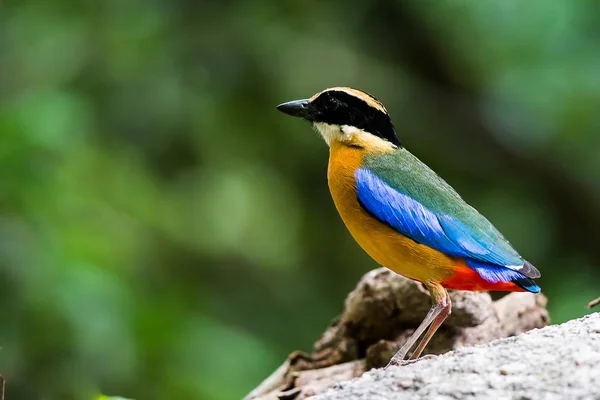 Blauflügelpitta — Stockfoto