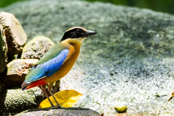 Pitta cu aripi albastre — Fotografie, imagine de stoc