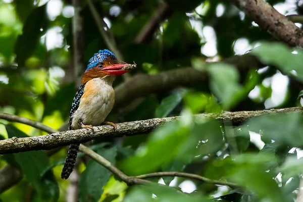 O Kingfisher Banded com inseto — Fotografia de Stock