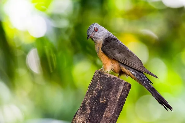Ağlamaklı guguk kuşu