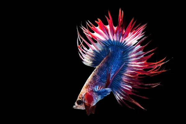 Siyam mücadele balık