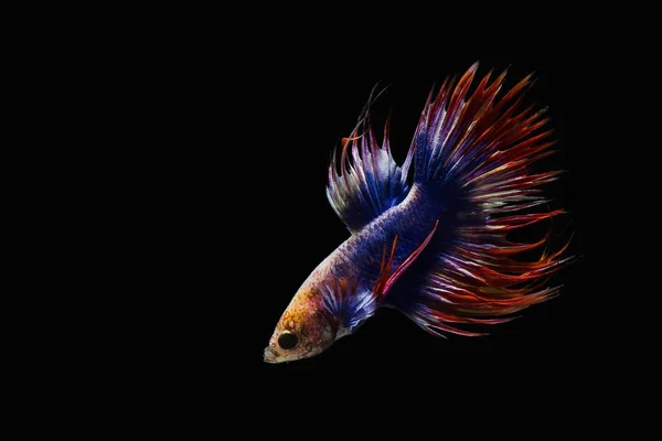 Siyam mücadele balık