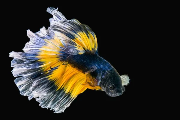 Siyam mücadele balık