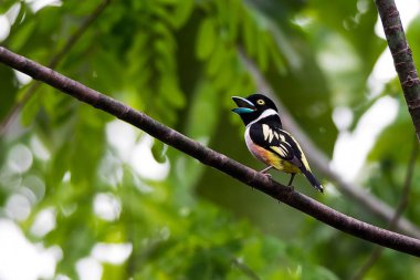 siyah ve sarı kılıç