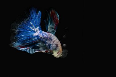 Siyam mücadele balık