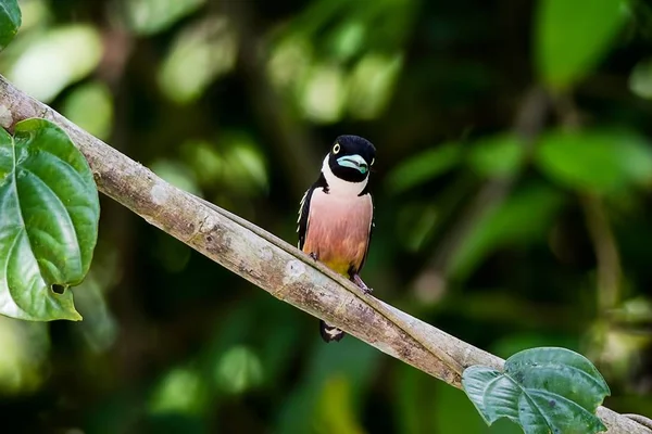 siyah ve sarı kılıç