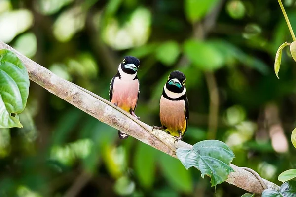 siyah ve sarı kılıç