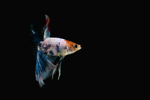 Siyam mücadele balık