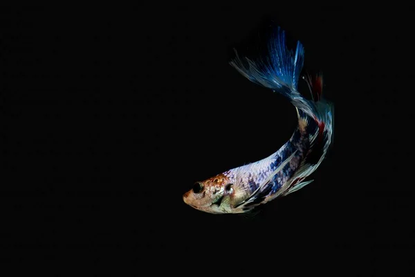 Siyam mücadele balık