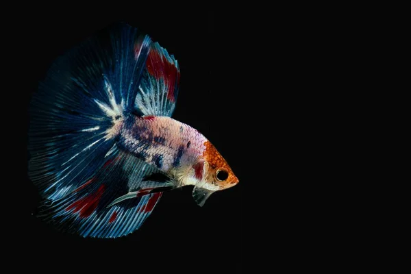 Siyam mücadele balık