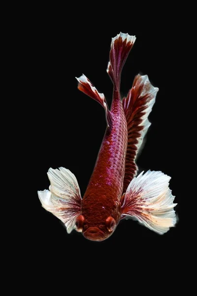 Siyam mücadele balık