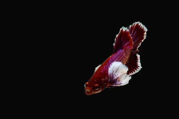 Siyam mücadele balık