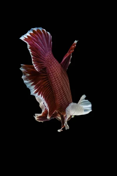 Siyam mücadele balık