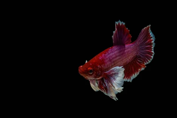 Siyam mücadele balık