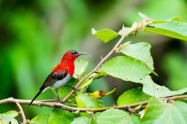 Kızıl Sunbird