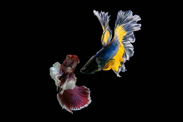 Siameze luptă pește — Fotografie, imagine de stoc