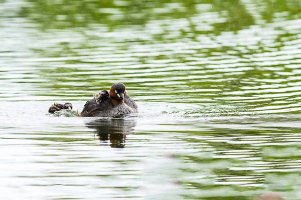 Küçük batağan tren yüzmek ve onları avcısından korumak çocukları