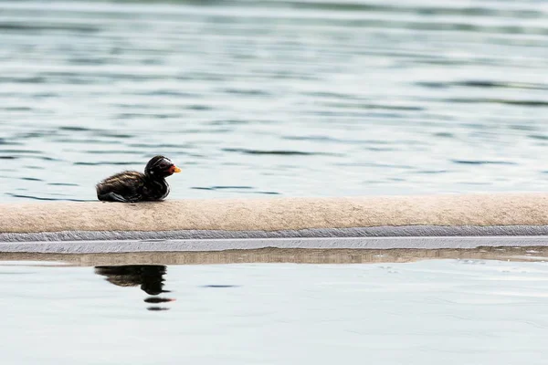 Küçük batağan çocuk tek başına bak yalnız kal