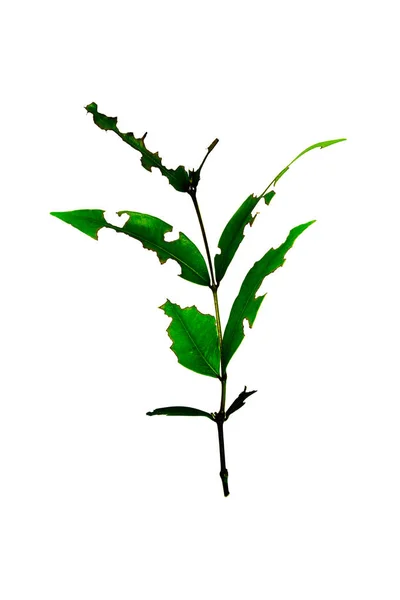 İzole ağaç dal yaprak