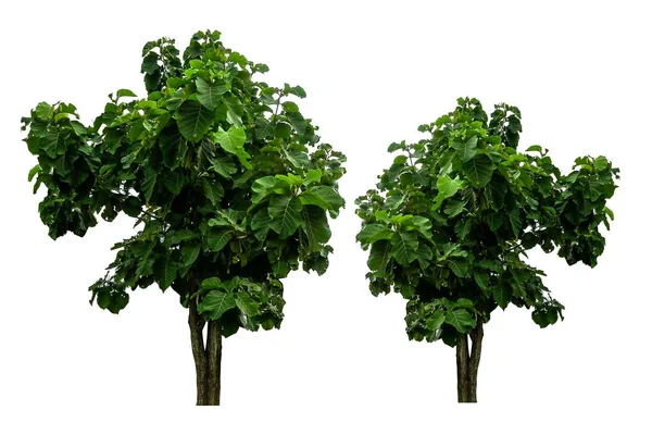 İzole ağaç dal yaprak