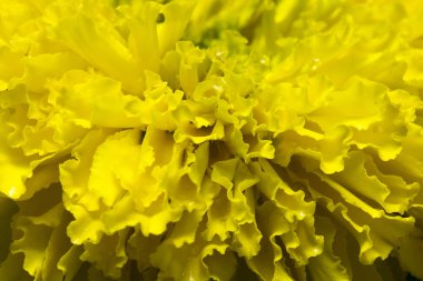 Dikim marigolds bir kraliyet sadaka vermek