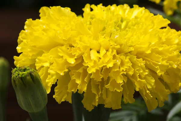 Dikim marigolds bir kraliyet sadaka vermek