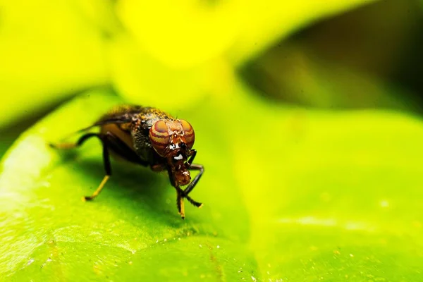Closeup de comum mosca de fruta no Parque Tropical — Fotografia de Stock