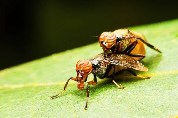 Portre, ortak meyve sineği tropikal Park
