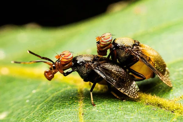 Portre, ortak meyve sineği tropikal Park — Stok fotoğraf