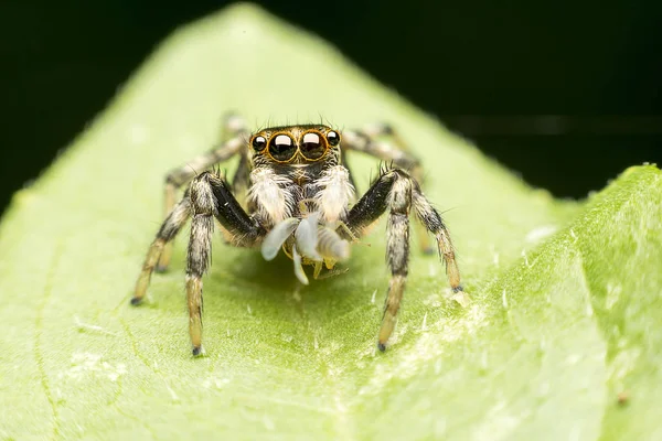 Super macro springen Spider hebben insect voor de lunch — Stockfoto