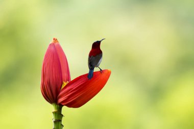 Muz lahana tropikal Park üzerinde Kızıl Sunbird 