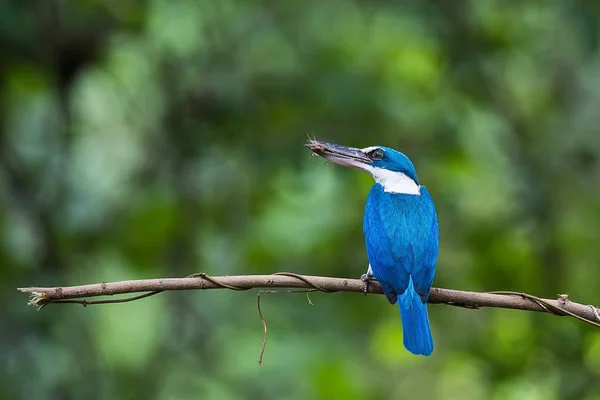 Kriket Ile Yakalı Kingfisher — Stok fotoğraf